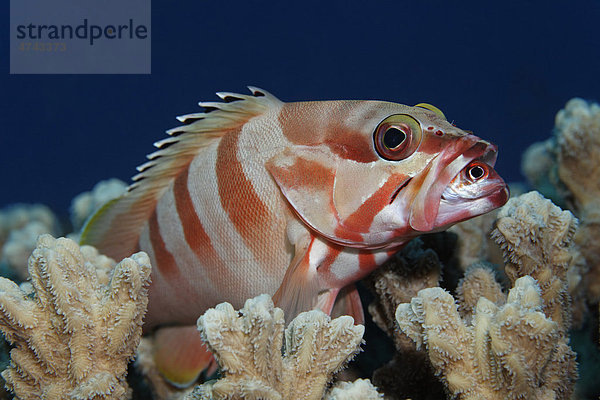 Baskenmützenbarsch (Epinephelus fasciatus) sitzt auf Koralle und frisst Blutfleck-Husarenfisch (Neoniphon sammara)  Haschemitisches Königreich Jordanien  Rotes Meer  Vorderasien