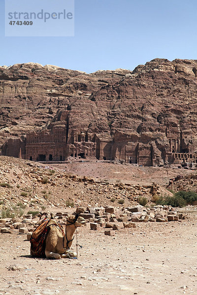 Dromedar (Camelus dromedarius)  gesattelt  Königsgräber  Petra  Nabatäer  Hauptstadt  Felsenstadt  UNESCO-Welterbe  Wadi Musa  Haschemitisches Königreich Jordanien  Orient  Naher Osten  Vorderasien  Asien
