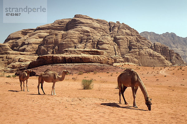 Dromedare (Camelus dromedarius)  Wüste  roter Sand  Wadi Rum  Haschemitisches Königreich Jordanien  Vorderasien