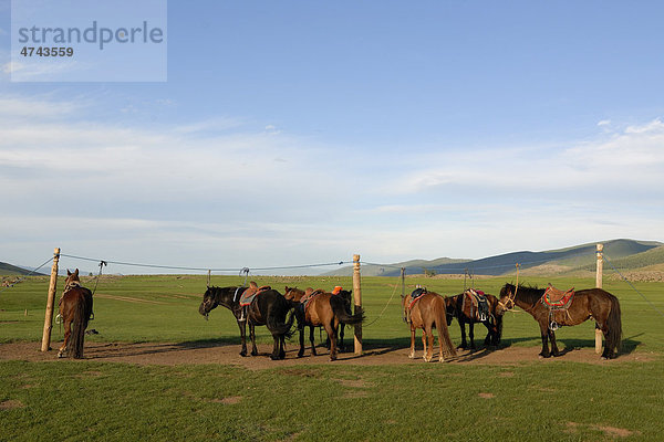 Mongolische Pferde mit mongolischem Sattel stehen in der Landschaft am Wasserfall Orkhon Khürkhree vor Jurten Övörkhangai Aimak  Mongolei  Asien