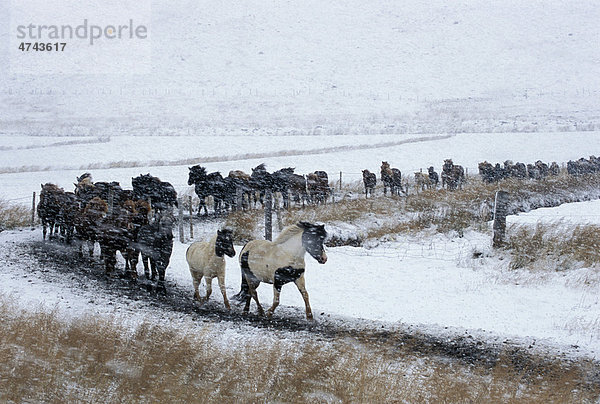 Islandpferde werden im Schneetreiben zum größten Pferdeabtrieb Islands getrieben  Laufsk·larÈtt  Hjaltadalur  Skagafjör_ur  Nordisland  Island  Europa