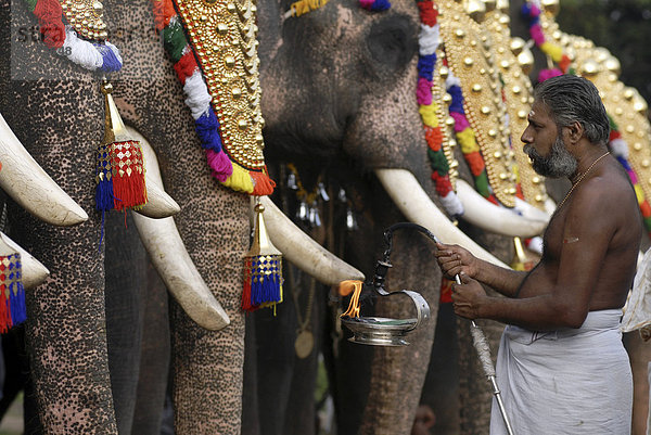 Geschmückte Elefanten und Hindu-Priester  Pooram-Fest  Thrissur  Kerala  Südindien  Indien  Asien