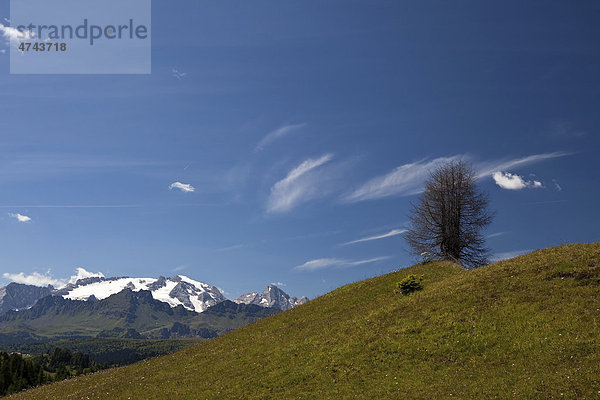 Einsamer Baum vor Alpenpanorama  Dolomiten  Südtirol  Italien  Europa