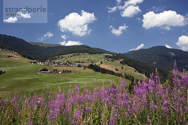 Weidenröschen bei Antermoia  Dolomiten  Südtirol  Italien  Europa
