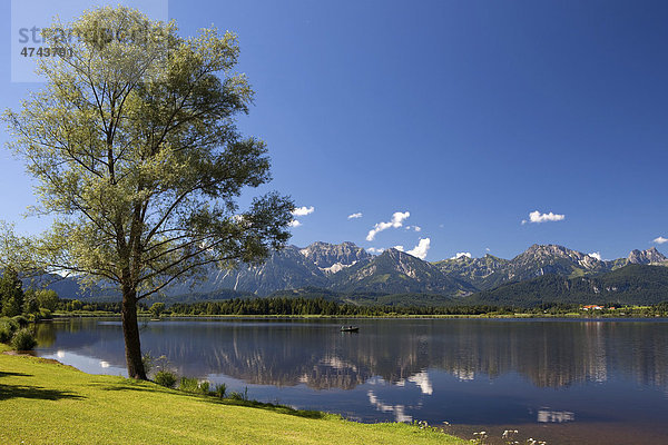 Laubbaum am Hopfensee  Hopfen am See  Allgäu  Deutschland  Europa