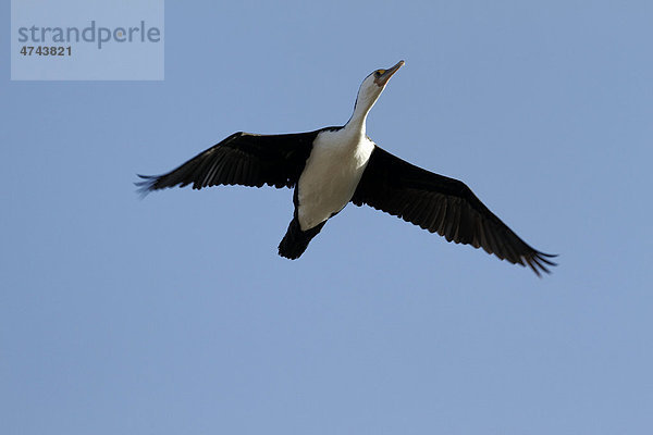 Australische Zwergscharbe oder Kräuselscharbe (Phalacrocorax melanoleucos) im Flug  Dongara  Western Australia  Australien