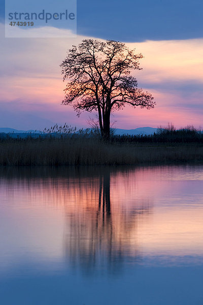 Baum bei Sonnenuntergang am Warmsee  Nationalpark Neusiedler See  Seewinkel  Burgenland  Österreich  Europa