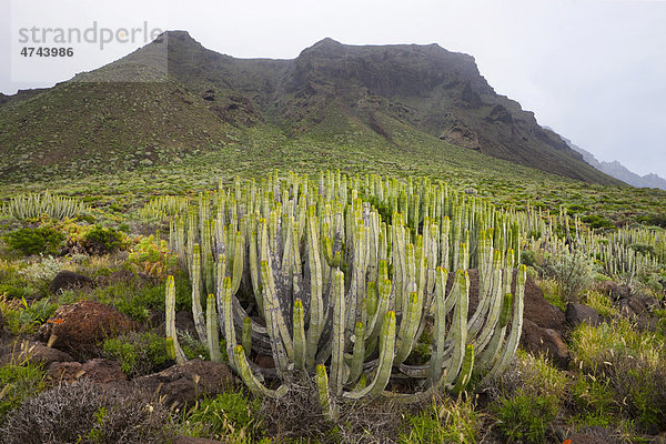 Kakteen am Punta de Teno  Teneriffa  Kanarische Inseln  Spanien  Europa