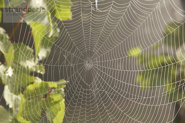 Spinnennetz mit Tautropfen im Morgennebel  Gegenlicht