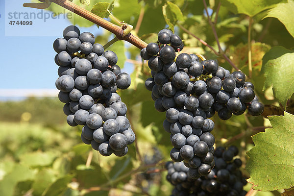 Rote Weintrauben der Sorte Regent am Weinstock