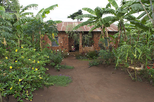Wohnhaus in einem Bananenhain in der Nähe von Bukoba  Tansania  Afrika