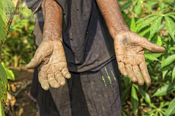 Hände einer alten Frau die in ihrem Bananenhain arbeitet  in der Nähe von Bukoba  Tansania  Afrika