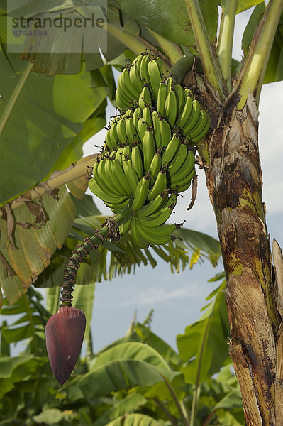Bananenhain  in der Nähe von Bukoba  Tansania  Afrika