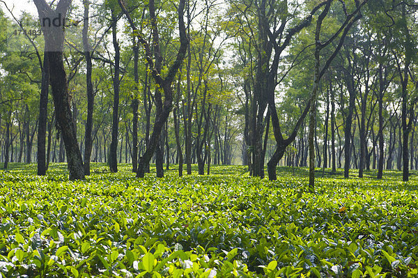 Teeplantage in Assam  Nordostindien  Indien  Asien