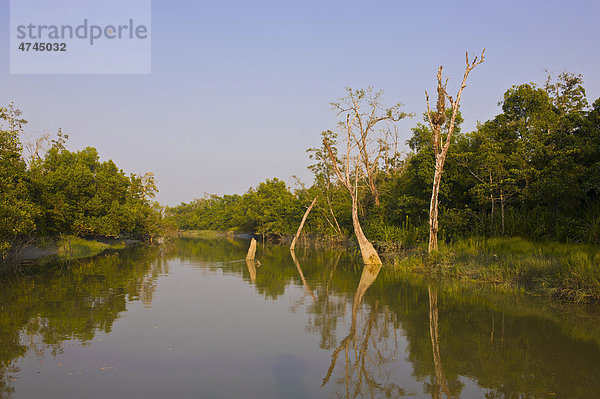Die Sümpfe im Unesco Weltnaturerbe Sundarbans  Bangladesch  Asien