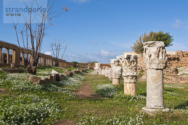 Altes römisches Bad in Cherchell  Algerien  Afrika