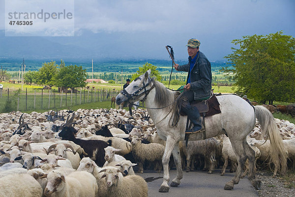 Schafhirte auf Pferd mit Schafherde in Kachetien  Georgien  Kaukasus  Vorderasien