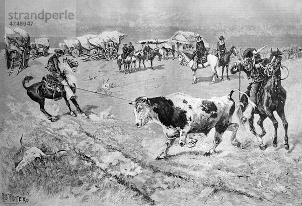 Einfangen eines Stiers in der Pampa  historisches Bild  ca. 1893