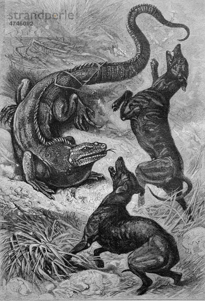 Quirlschwanz-Leguan kämpft mit Jagdhunden  historisches Bild ca. 1893