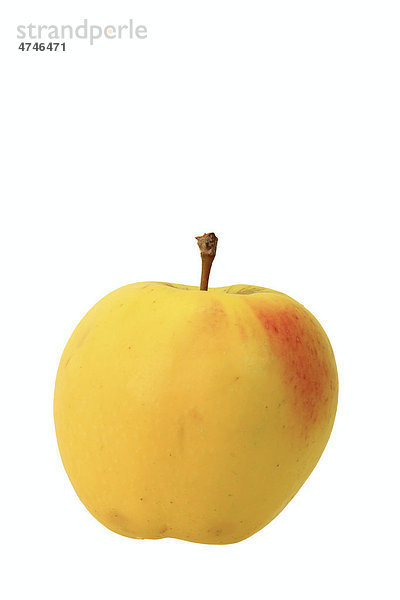 Apfel  Apfelsorte Croncels