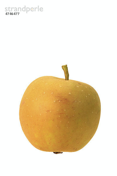 Apfel  Apfelsorte Zabergäurenette