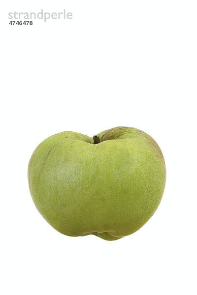 Apfel  Apfelsorte Signe Tillisch