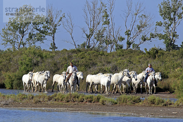 Camargue-Pferde (Equus caballus)  Reiter  Saintes-Marie-de-la-Mer  Frankreich  Camargue  Europa
