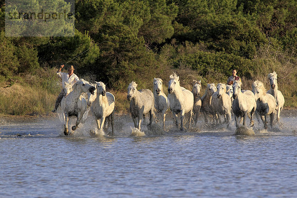 Camargue-Pferde (Equus caballus)  Reiter  Wasser  Saintes-Marie-de-la-Mer  Frankreich  Camargue  Europa