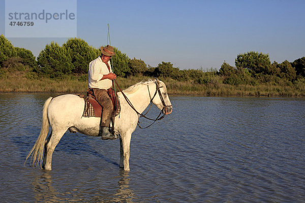 Camargue-Pferd (Equus caballus)  Reiter  Wasser  Saintes-Marie-de-la-Mer  Frankreich  Camargue  Europa