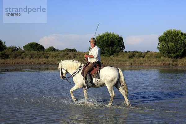 Camargue-Pferd (Equus caballus)  Reiter  Wasser  Saintes-Marie-de-la-Mer  Frankreich  Camargue  Europa
