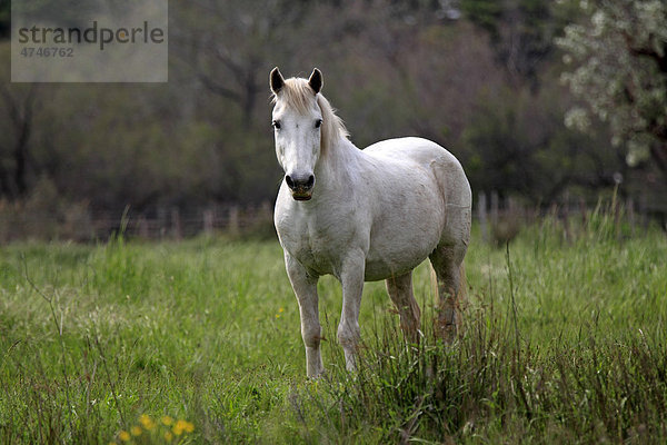 Camargue-Pferd (Equus caballus)  Stute  Saintes-Marie-de-la-Mer  Frankreich  Camargue  Europa