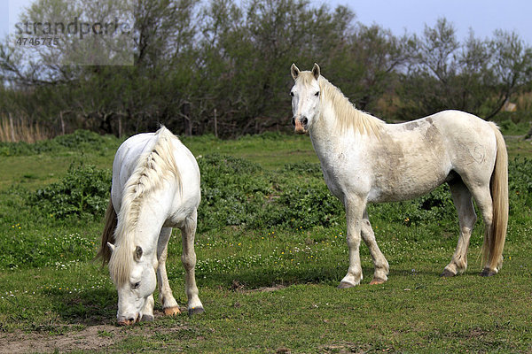 Camargue-Pferde (Equus caballus)  Stute  Saintes-Marie-de-la-Mer  Camargue  Frankreich  Europa