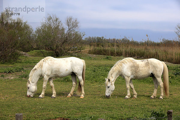 Camargue-Pferde (Equus caballus)  Saintes-Marie-de-la-Mer  Camargue  Frankreich  Europa