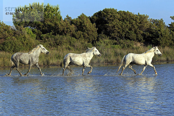 Camargue-Pferde (Equus caballus)  Herde  trabend  Wasser  Saintes-Marie-de-la-Mer  Camargue  Frankreich  Europa