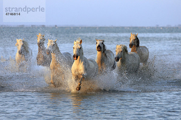 Camargue-Pferde (Equus caballus)  Herde  galoppierend  Wasser  Abendstimmung  Saintes-Marie-de-la-Mer  Camargue  Frankreich  Europa