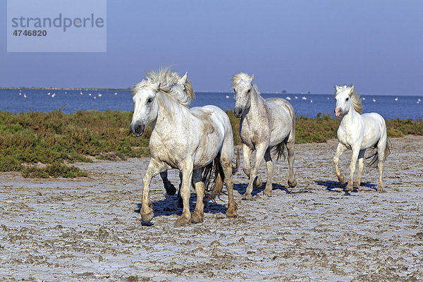 Camargue-Pferde (Equus caballus)  Saintes-Marie-de-la-Mer  Camargue  Frankreich  Europa