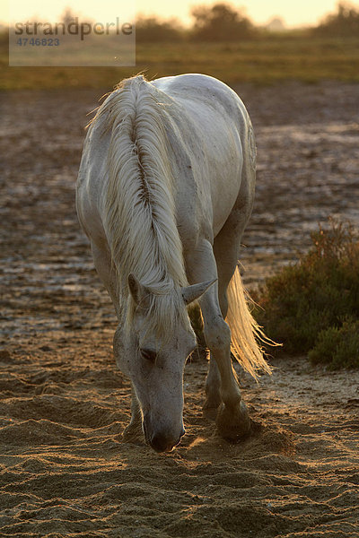 Camargue-Pferd (Equus caballus)  Abendstimmung  Saintes-Marie-de-la-Mer  Camargue  Frankreich  Europa