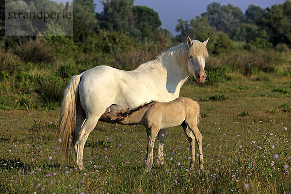Camargue-Pferd (Equus caballus)  Stute und Fohlen  säugend  Saintes-Marie-de-la-Mer  Camargue  Frankreich  Europa