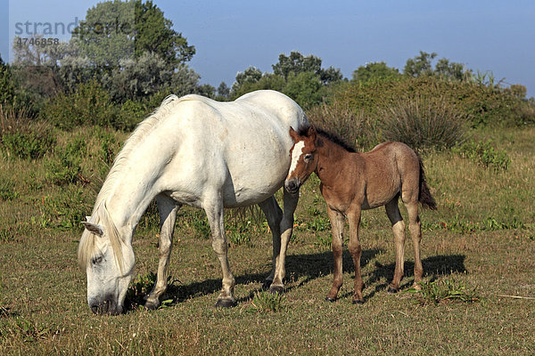 Camargue-Pferd (Equus caballus)  Stute und Fohlen  Saintes-Marie-de-la-Mer  Camargue  Frankreich  Europa