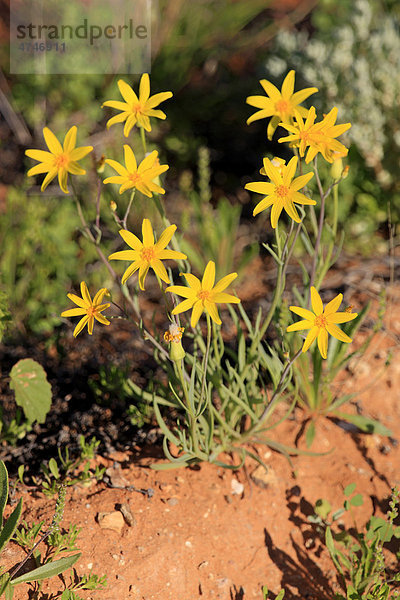Australisches Greiskraut (Senecio gregorii)  blühend  Sturt-Nationalpark  New South Wales  Australien