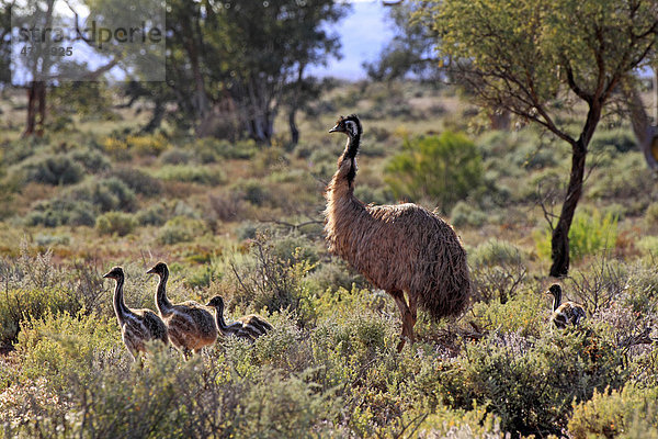 Emu (Dromaius novaehollandiae)  männlicher Altvogel führt Jungvögel  New South Wales  Australien
