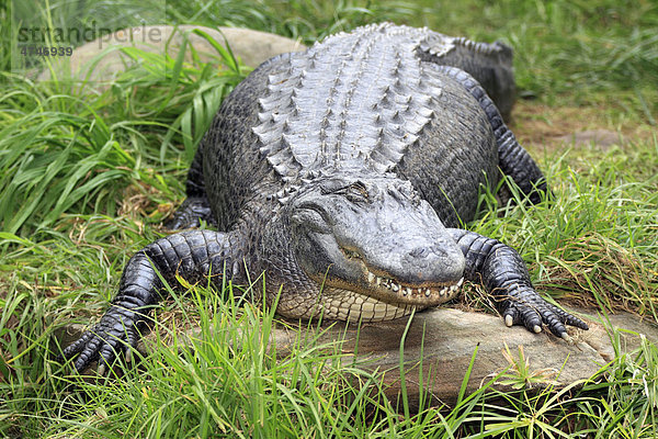 Mississippi-Alligator (Alligator mississipiensis)  USA