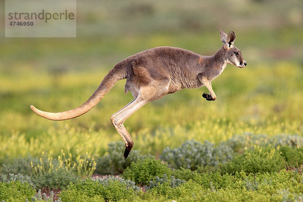 Rotes Riesenkänguru (Macropus rufus)  adult  springend  Tibooburra  Sturt Nationalpark  New South Wales  Australien