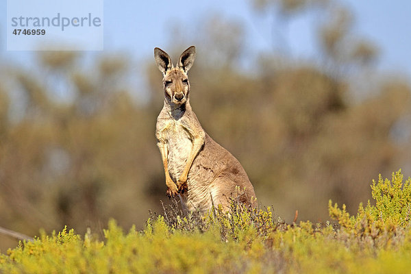 Rotes Riesenkänguru (Macropus rufus)  adult  Tibooburra  Sturt Nationalpark  New South Wales  Australien