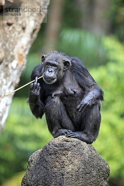Schimpanse (Pan troglodytes troglodytes)  fressend  Afrika