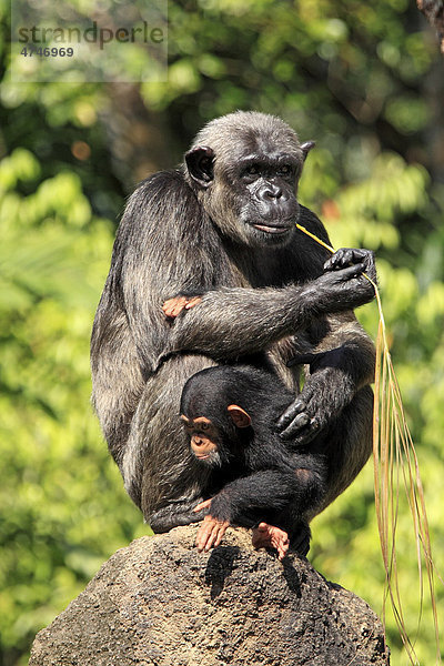 Schimpanse (Pan troglodytes troglodytes)  weibliches Alttier mit Jungtier  Afrika