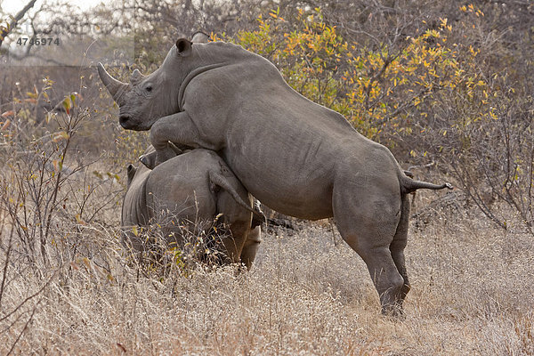 Junges Nashorn (Ceratotherium simum) übt die Kopula  Tshukudu Game Lodge  Hoedspruit  Greater Krüger Nationalpark  Limpopo Provinz  Südafrika  Afrika
