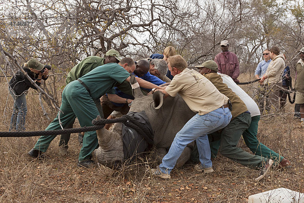 Junges Nashorn (Ceratotherium simum) wird eingefangen  Tshukudu Game Lodge  Hoedspruit  Greater Krüger Nationalpark  Limpopo Provinz  Südafrika  Afrika