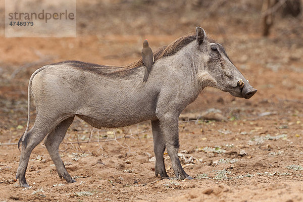 Warzenschwein (Phacochoerus africanus) und Rotschnabelmadenhacker (Buphagus erythrorhynchus)  Tshukudu Game Lodge  Hoedspruit  Greater Krüger Nationalpark  Limpopo Province  Südafrika  Afrika