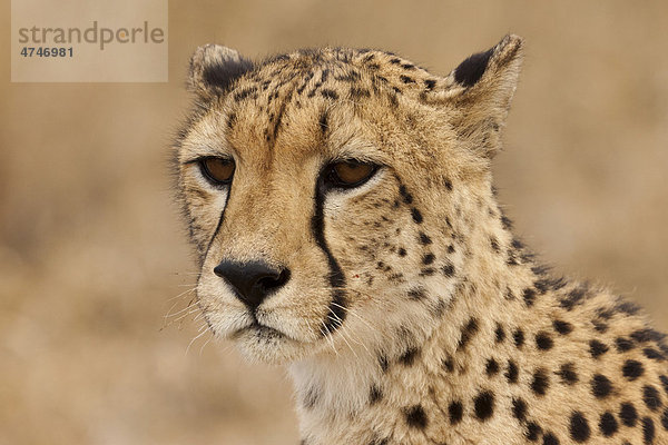 Gepard (Acinonyx jubatus)  Weibchen  gähnt  Tshukudu Game Lodge  Hoedspruit  Greater Krüger Nationalpark  Limpopo Province  Südafrika  Afrika